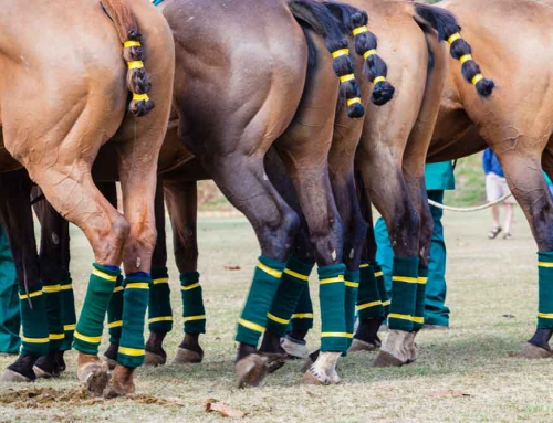 Argentina-polo-horses