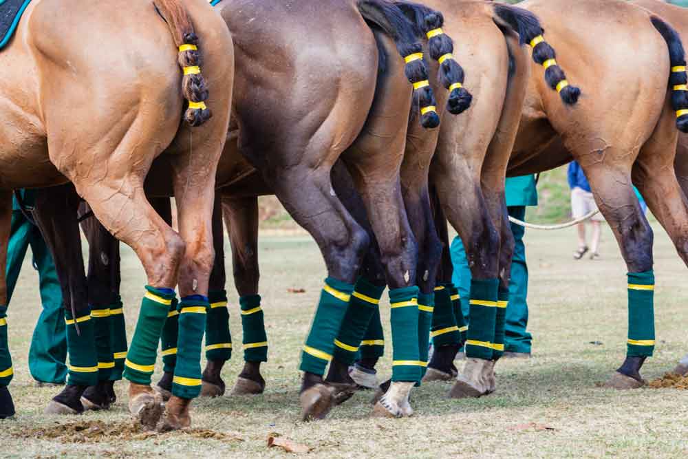 Polo horses ready for the next polo match