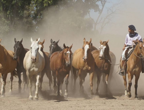 Argentina-4 horses with gaucho