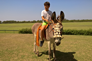 have fun with the donkeys at the horse summer camp in Spain