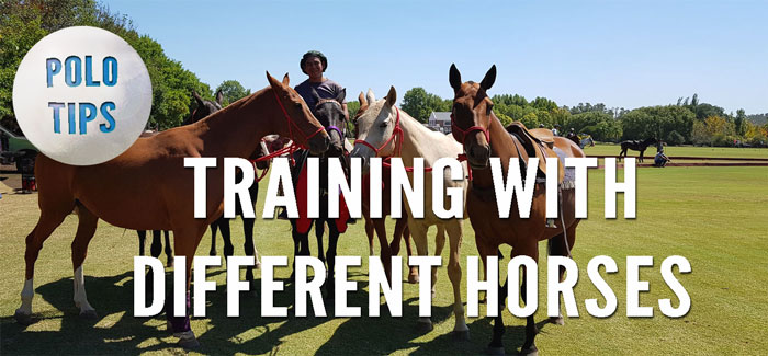 polo tips training with different horses